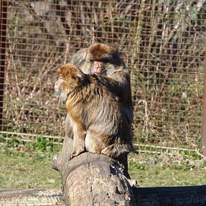 Grooming Barbary macaques (Macaca sylvanus), 2022-03-08
