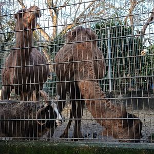 Jacobs Sheep and Dromedary Camels