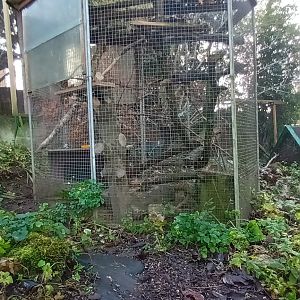 Degu Enclosure