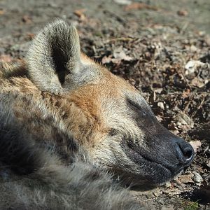 Spotted hyena (Crocuta crocuta), 2022-03-08
