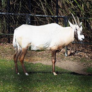 Arabian oryx (Oryx leucoryx), 2022-03-08