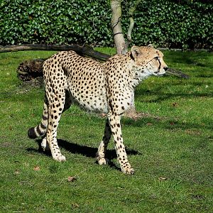 Sudan cheetah (Acinonyx jubatus soemmeringii), 2022-03-08