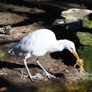 Western cattle egret (Bubulcus ibis), 2022-03-08