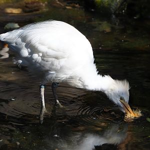 Western cattle egret (Bubulcus ibis), 2022-03-08