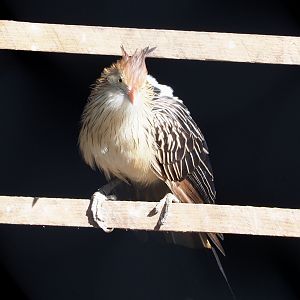 Guira cuckoo (Guira guira), 2022-03-08