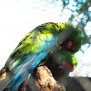 Mexican military macaws (Ara militaris mexicana), 2022-03-08