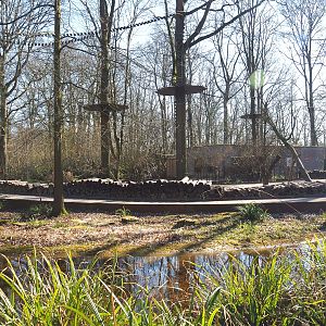 Golden-headed lion tamarin and White-faced saki walk-through exhibit, 2022-03-08