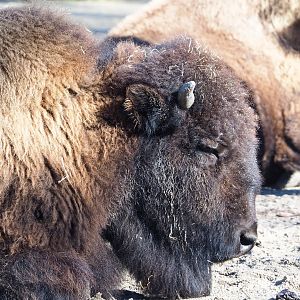 American Plains bison (Bison bison bison), 2022-03-08