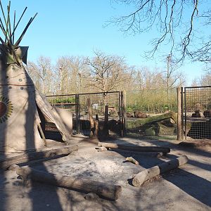 Native American village with view of prairie paddock with American Plains bisons and Rocky Mountain wapitis, 2022-03-08