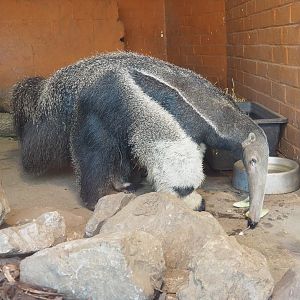 Giant anteater (Myrmecophaga tridactyla), 2022-03-08