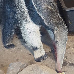 Giant anteater (Myrmecophaga tridactyla), 2022-03-08