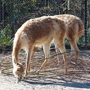 Vicuña (Vicugna vicugna), 2022-03-08