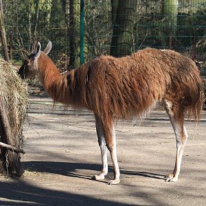 Guanaco (Lama guanicoe), 2022-03-08