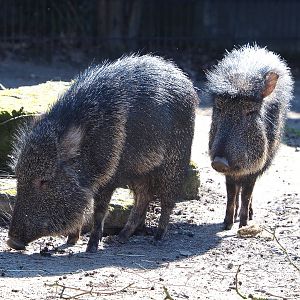 Chacoan peccaries (Catagonus wagneri), 2022-03-08