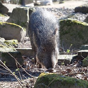 Chacoan peccary (Catagonus wagneri), 2022-03-08