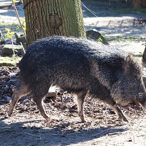 Chacoan peccary (Catagonus wagneri), 2022-03-08
