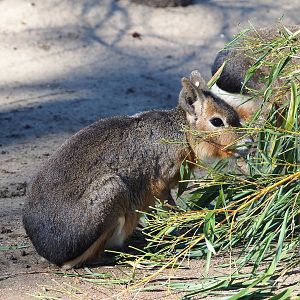 Patagonian mara (Dolichotis patagonum), 2022-03-08