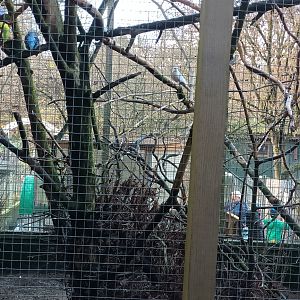Canary Bird, Budgerigar Breedingform, Cockatiel Breedingform and Red crowned Parakeet Breedingform Aviary