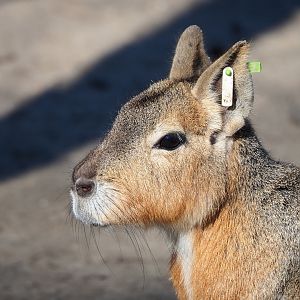 Patagonian mara (Dolichotis patagonum), 2022-03-08
