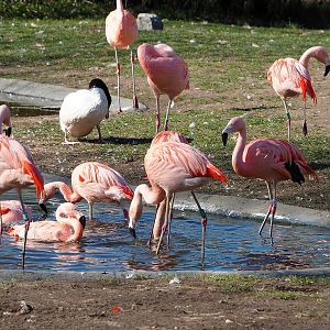 Chilean flamingos (Phoenicopterus chilensis), 2022-03-08