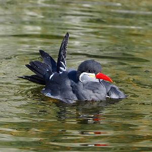 Inca tern (Larosterna inca), 2022-03-08