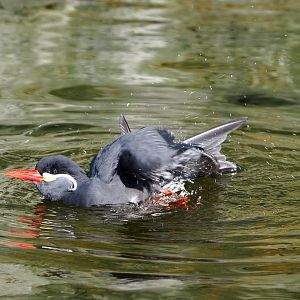 Inca tern (Larosterna inca), 2022-03-08