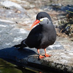 Inca tern (Larosterna inca), 2022-03-08