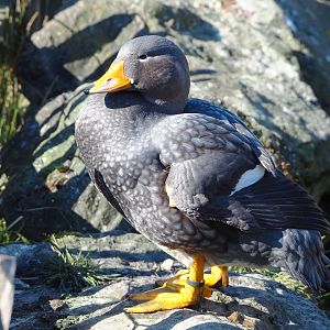 Magellanic flightless steamer duck (Tachyeres pteneres), 2022-03-08