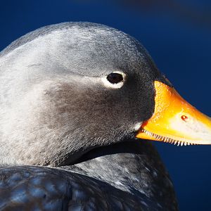 Magellanic flightless steamer duck (Tachyeres pteneres), 2022-03-08