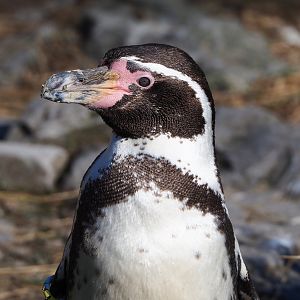 Humboldt penguin (Spheniscus humboldti), 2022-03-08