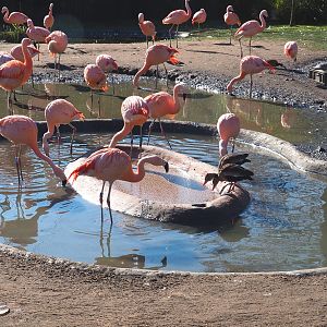 Chilean flamingos  and Southern black-bellied whistling ducks  in feeding zone, 2022-03-08