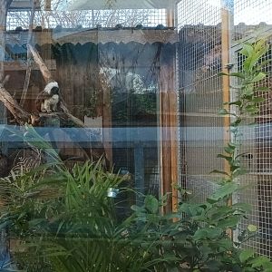 Part of Green Iguana, Cotton top Tamarin and Three banded Armadillo Enclosure