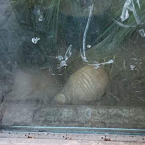 Three banded Armadillo