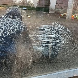 Indian crested Porcupines