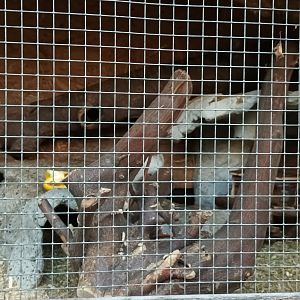 Mongolian Gerbil Enclosure