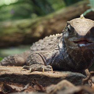 Tuatara/ Sphenodon punctatus