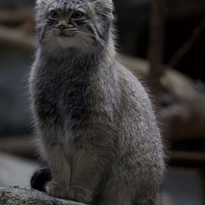 Pallas's Cat/ Otocolobus manul
