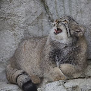 Pallas's Cat/ Otocolobus manul