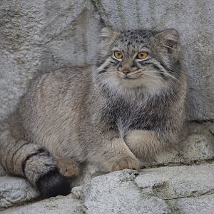 Pallas's Cat/ Otocolobus manul