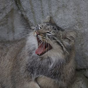 Pallas's Cat/ Otocolobus manul