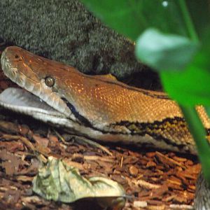 Reticulated Python yawning - Zooparc de Beauval - 11/2021