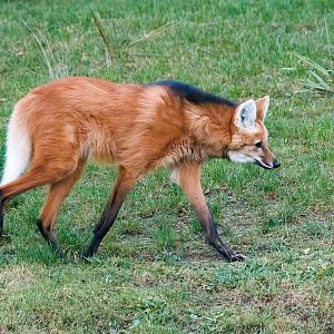 Maned Wolf