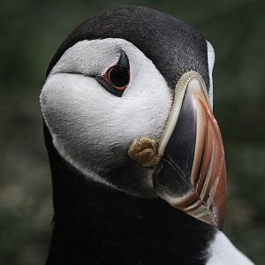 Atlantic Puffin (07/22)