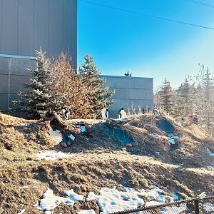 Penguins. Probably the best exhibit for these birds I’ve ever seen.