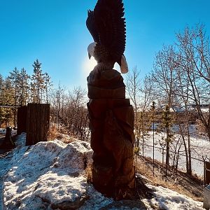 Bald Eagle with Coyote totem.