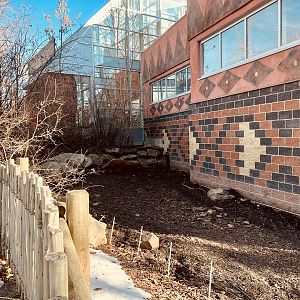 Red River Hog outdoor exhibit.