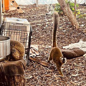 Red-Fronted Lemurs