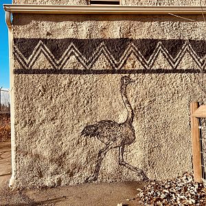Zoo Art - Ostrich