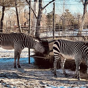 Hartmann’s Mountain Zebras