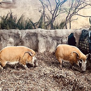 Red River Hogs - Indoor Exhibit